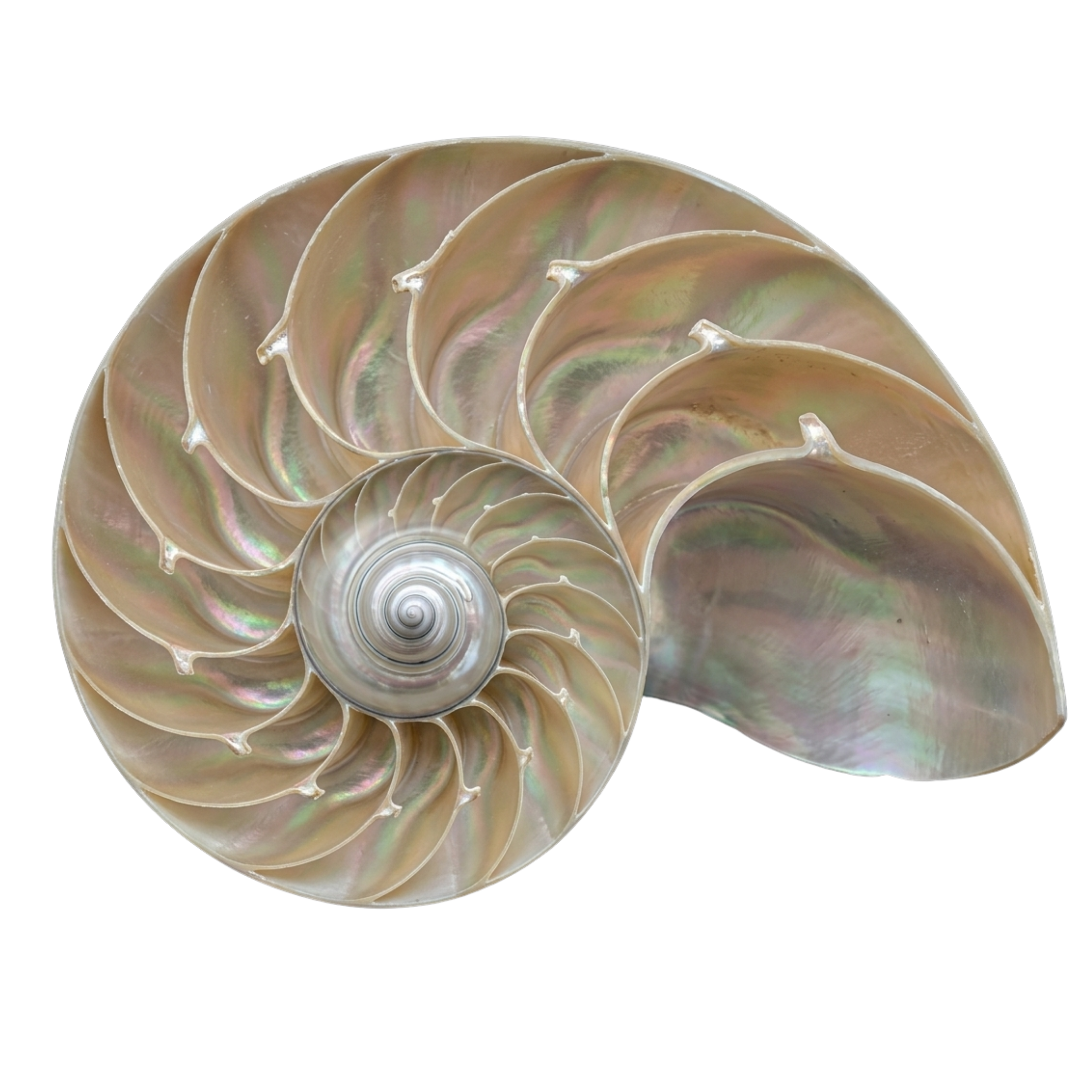 Fractal Studio — nautilus spiral shell